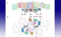 澳门金沙网站清华大学和中科院植物所合作在《科学》发表论文报道首个硅藻光