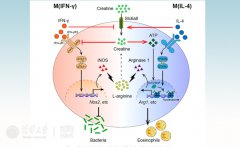 澳门金沙网站他们惊奇地发现肌酸缺失大大活化了巨噬细胞中IFN-γ介导的下游基